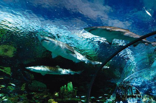 Ripley's Aquarium of the Smokies